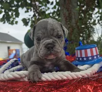 Zuma, a male Olde English Bulldogge for sale in Carey, OH – 9 of 10
