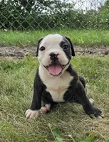 Alice, a male Olde English Bulldogge for sale in Carey, OH – 8 of 10