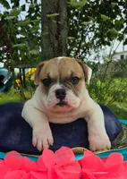Irene, a female Olde English Bulldogge for sale in Carey, OH – 4 of 7