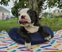 Alice, a male Olde English Bulldogge for sale in Carey, OH – 4 of 10
