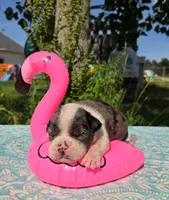 Liberty, a female Olde English Bulldogge for sale in Carey, OH – 2 of 5