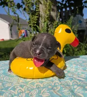 Ryder, a male Olde English Bulldogge for sale in Carey, OH – 2 of 6