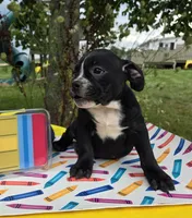 Trixie, a female Olde English Bulldogge for sale in Carey, OH – 7 of 10