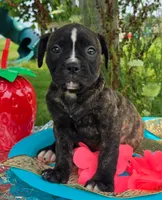 Olivia, a female American Bulldog for sale in Carey, OH – 5 of 7