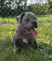 Zuma, a male Olde English Bulldogge for sale in Carey, OH – 5 of 10