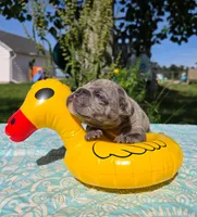 Zuma, a male Olde English Bulldogge for sale in Carey, OH – 3 of 4