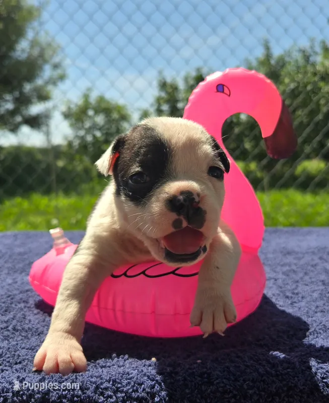 Bonnie – Olde English Bulldogge puppy for sale in Carey, OH