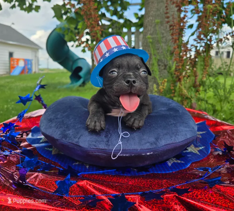 Woody – Olde English Bulldogge puppy for sale in Carey, OH