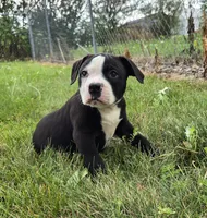 Gunther, a male American Bulldog for sale in Carey, OH – 2 of 9