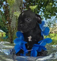 George, a male Olde English Bulldogge for sale in Carey, OH – 4 of 6