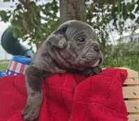Zuma, a male Olde English Bulldogge for sale in Carey, OH – 8 of 10