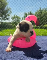 Bonnie, a female Olde English Bulldogge for sale in Carey, OH – 10 of 10