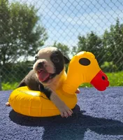 Forky, a male Olde English Bulldogge for sale in Carey, OH – 1 of 8