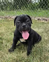 Woody, a male Olde English Bulldogge for sale in Carey, OH – 3 of 10