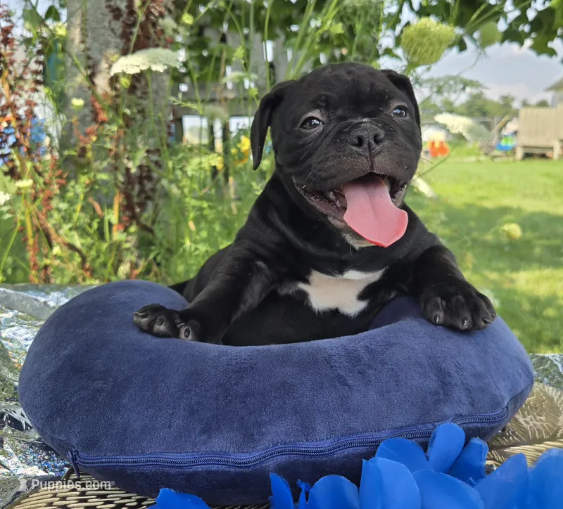 Woody – Olde English Bulldogge puppy for sale in Carey, OH