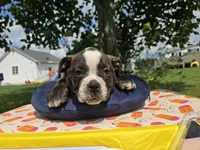 Henry, a male Olde English Bulldogge for sale in Carey, OH – 3 of 10