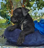 Dennis, a male Olde English Bulldogge for sale in Carey, OH – 4 of 6