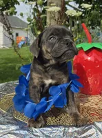 Porter, a male Olde English Bulldogge for sale in Carey, OH – 4 of 10