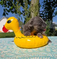 Ryder, a male Olde English Bulldogge for sale in Carey, OH – 6 of 6