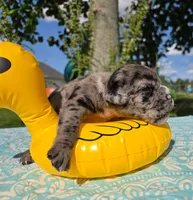 Ruble, a male Olde English Bulldogge for sale in Carey, OH – 5 of 5