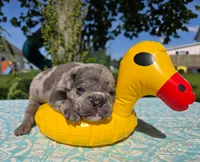 Zuma, a male Olde English Bulldogge for sale in Carey, OH – 2 of 4