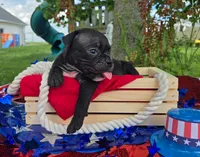 Woody, a male Olde English Bulldogge for sale in Carey, OH – 4 of 5
