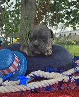 Ryder, a male Olde English Bulldogge for sale in Carey, OH – 7 of 10