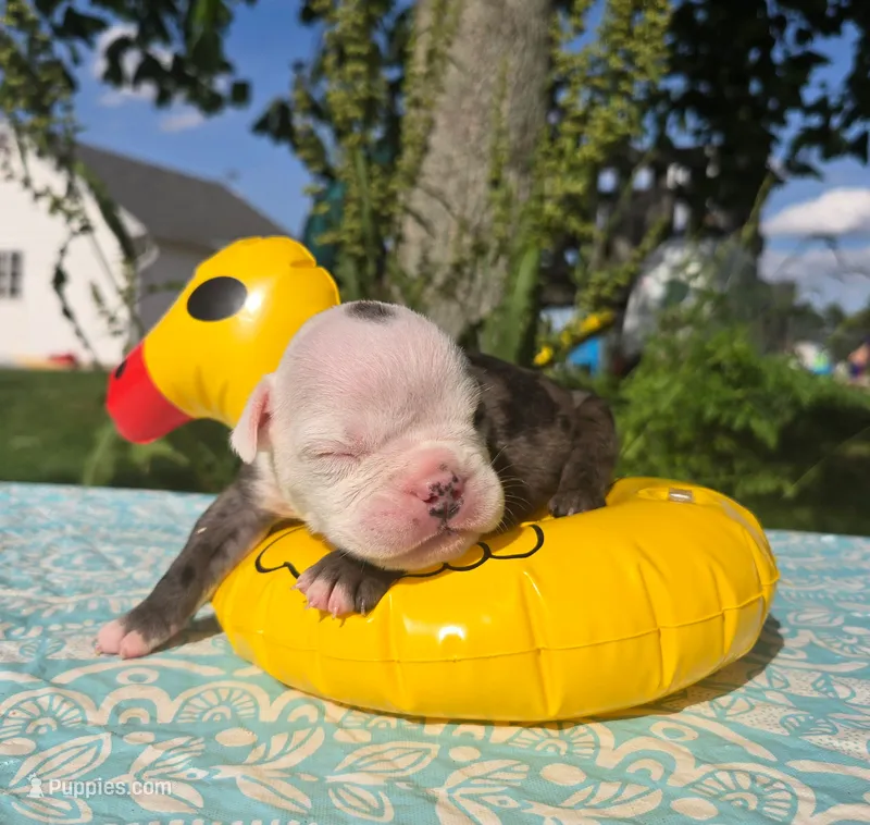 Rocky – Olde English Bulldogge puppy for sale in Carey, OH