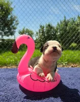 Bopeep, a female Olde English Bulldogge for sale in Carey, OH – 3 of 9