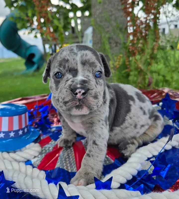Chase – Olde English Bulldogge puppy for sale in Carey, OH