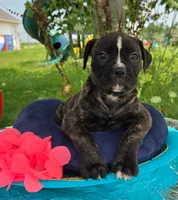 Olivia, a female American Bulldog for sale in Carey, OH – 3 of 7