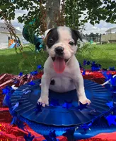 Bonnie, a female Olde English Bulldogge for sale in Carey, OH – 6 of 10