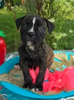 Olivia, a female American Bulldog for sale in Carey, OH – 2 of 7
