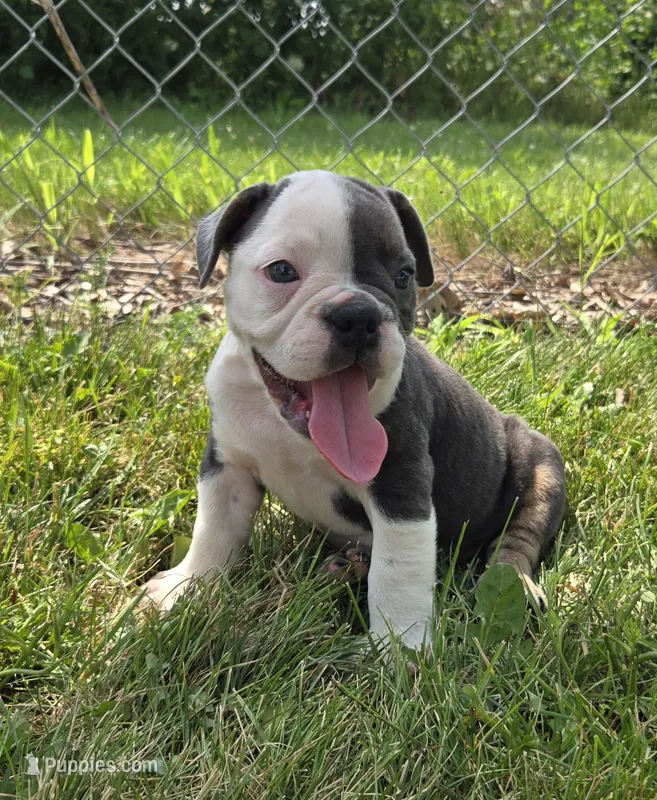 Skye – Olde English Bulldogge puppy for sale in Carey, OH