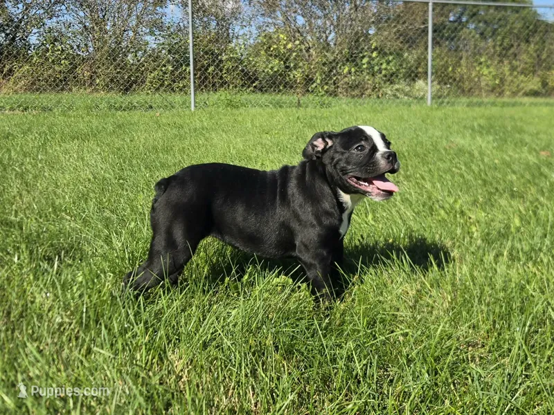 Jessie – Olde English Bulldogge puppy for sale in Carey, OH