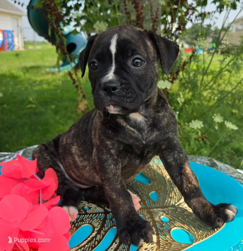 Olivia – American Bulldog puppy for sale in Carey, OH
