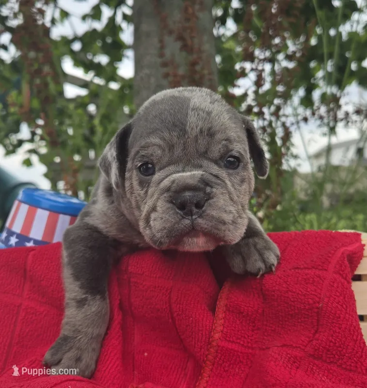Zuma – Olde English Bulldogge puppy for sale in Carey, OH