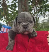 Zuma, a male Olde English Bulldogge for sale in Carey, OH – 7 of 10