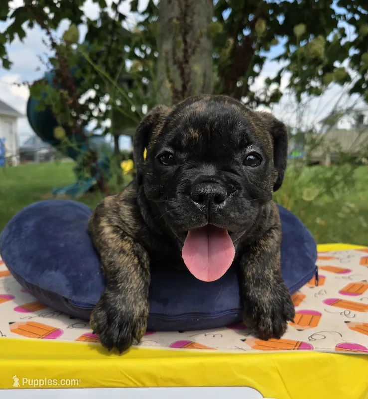 Howard – Olde English Bulldogge puppy for sale in Carey, OH