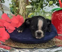 Jessie, a female Olde English Bulldogge for sale in Carey, OH – 5 of 10
