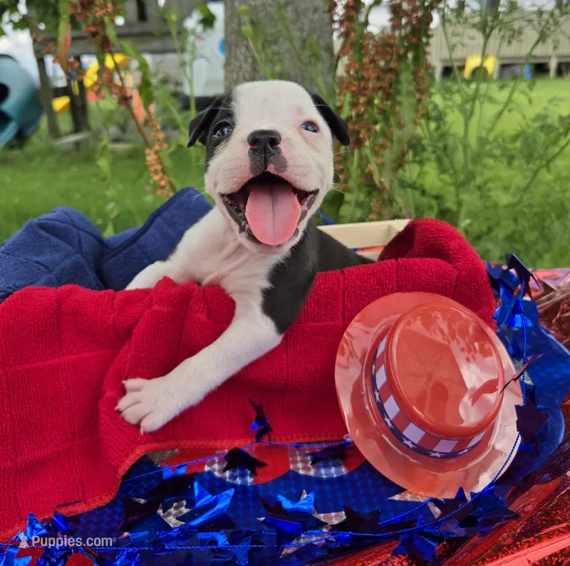 Bopeep – Olde English Bulldogge puppy for sale in Carey, OH