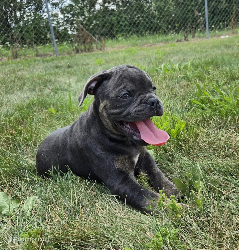 Porter – Olde English Bulldogge puppy for sale in Carey, OH