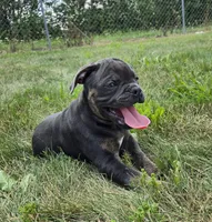 Porter, a male Olde English Bulldogge for sale in Carey, OH – 1 of 10