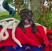 Woody, a male Olde English Bulldogge for sale in Carey, OH – 5 of 5