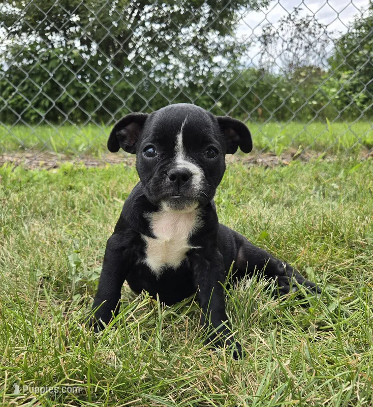 Trixie – Olde English Bulldogge puppy for sale in Carey, OH