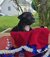 Trixie, a female Olde English Bulldogge for sale in Carey, OH – 3 of 5