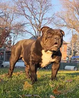 Bopeep, a female Olde English Bulldogge for sale in Carey, OH – 7 of 9