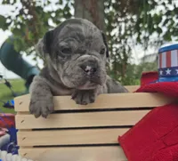 Marshall, a male Olde English Bulldogge for sale in Carey, OH – 7 of 10