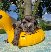 Ruble, a male Olde English Bulldogge for sale in Carey, OH – 3 of 5