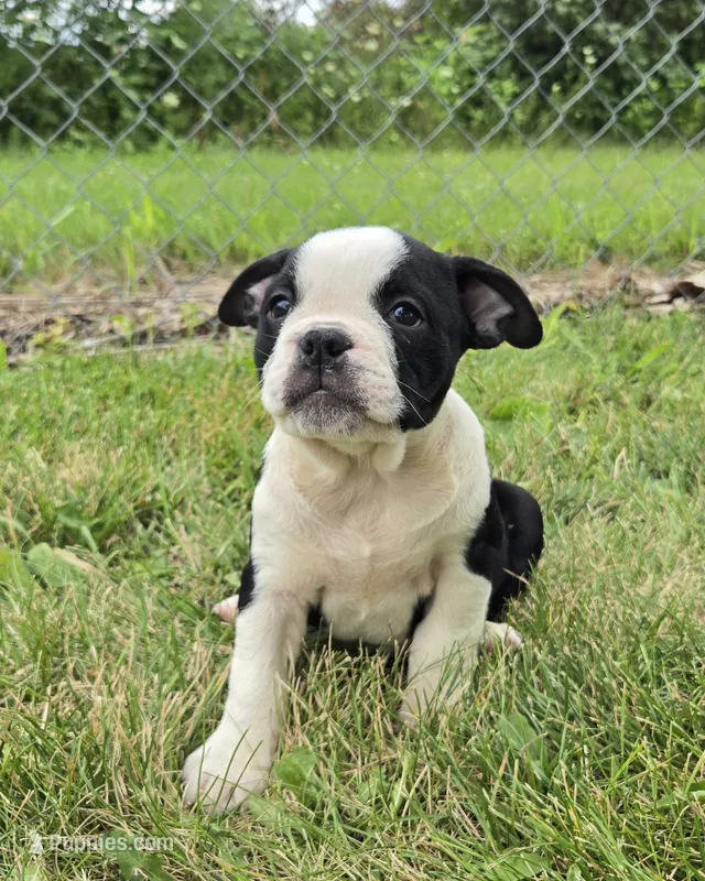 Forky – Olde English Bulldogge puppy for sale in Carey, OH